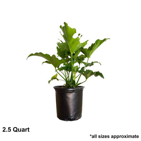 1 gallon Split leaf philodendron in a black nursery container