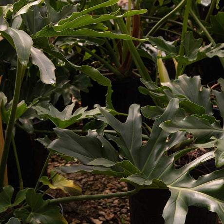 closeup of split leaf philodendron leaves