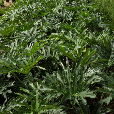 split leaf philodendron plants with large green leaves in black pots in the greenhouse