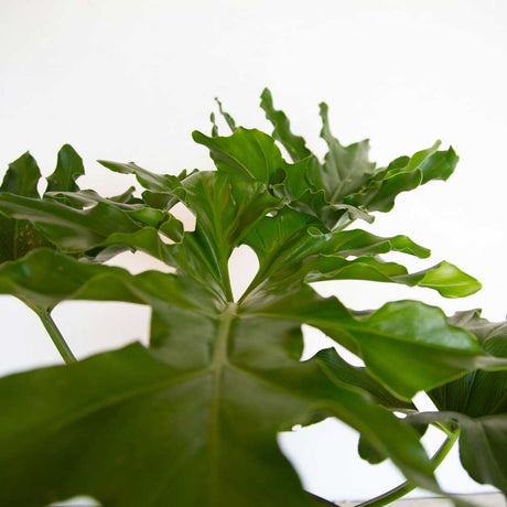 Closeup of split leaf philodendron foliage on a white background