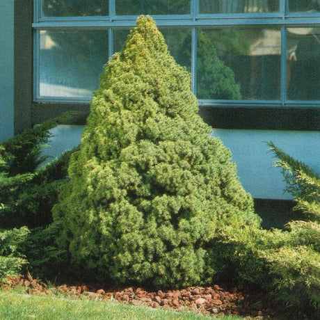 white dwarf alberta spruce picea glauca conica for sale online