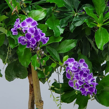 Purple flowers with light trim on a duranta tree with green foliage