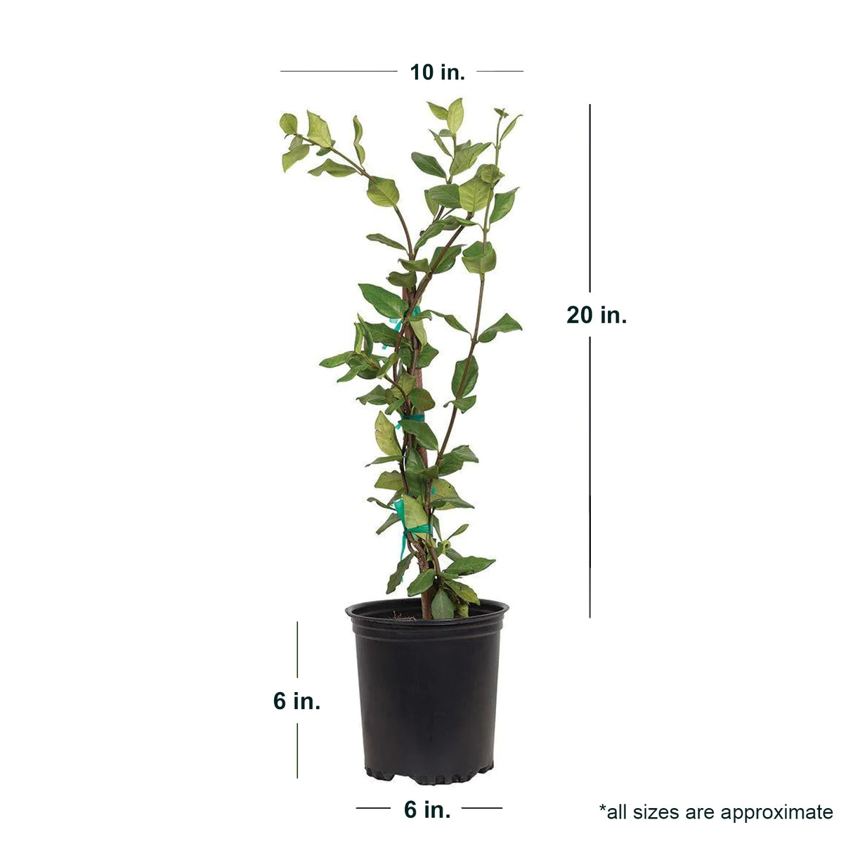 Star jasmine vine average shipped dimensions. Ships at approx 20 inches tall by 10 inches wide