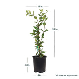 Star jasmine vine average shipped dimensions. Ships at approx 20 inches tall by 10 inches wide