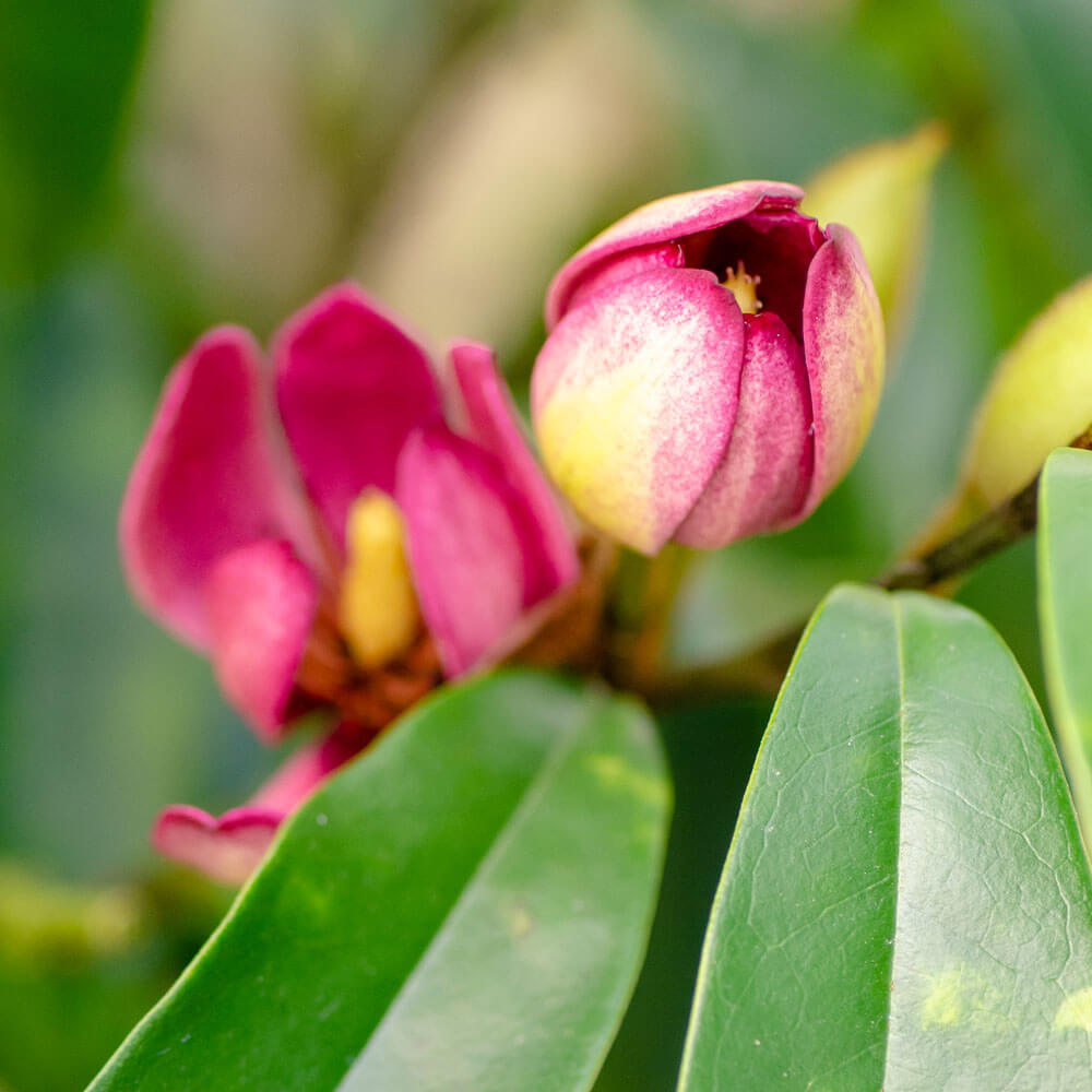 Pink Stellar Ruby Magnolia flower bud in front of evergreen leaves