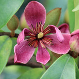 Deep pink flower with yellow center in front of glossy green leaves with red fringes on the Stellar Ruby Magnolia for sale on plants by mail