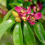 Pink flowers on the stellar ruby magnolia bush from southern living plants