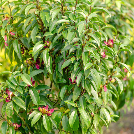 elongated Evergreen leaves and upright habit on the stellar ruby magnolia shrub from southern living plants