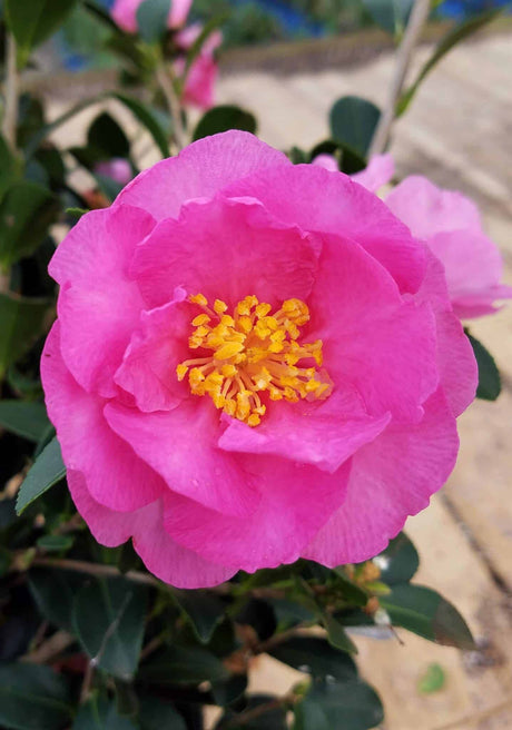 Pink camellia flower with yellow stamen on the Stephanie Golden Camellia for sale 