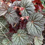 Foliage of Sterling Moon Begonia