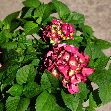 pink hydrangea blooms deep green leaves