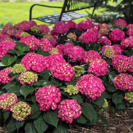 summer crush hydrange planted in the landscape with pink hydrangea flowers and large green foliage
