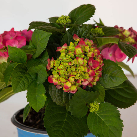 pink and green charm hydrangea amethyst