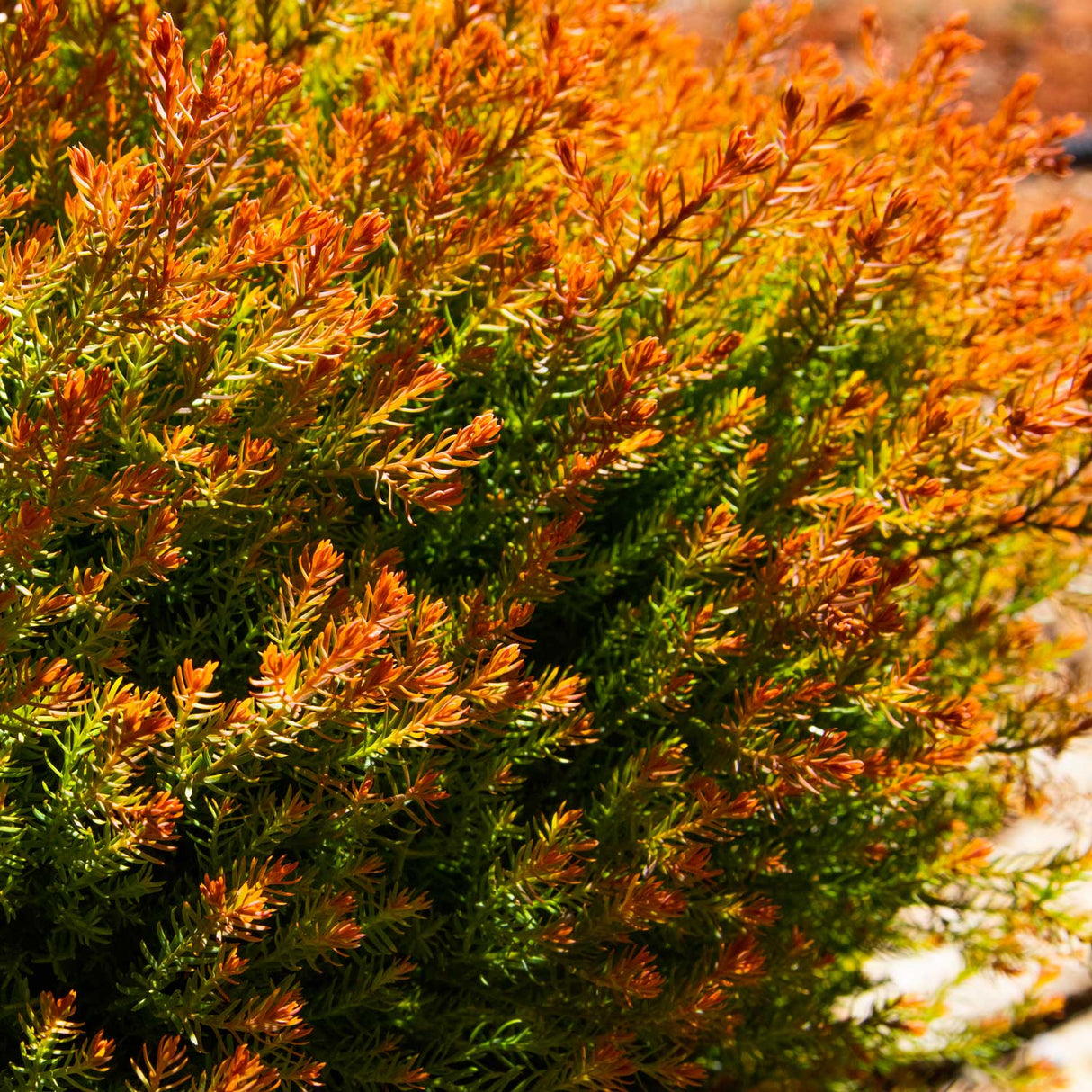 Fire Chief Arborvitae orange red foliage