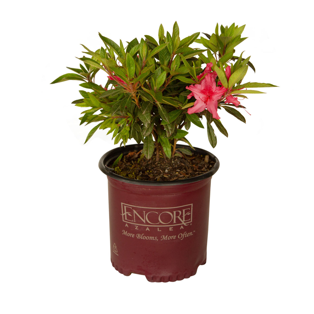 1 Gallon Autumn Sundance Encore Azalea for sale with pink flowers and green leaves in a maroon Encore Azalea container blooms 