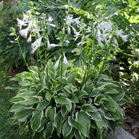 SunHosta planted in the landscape