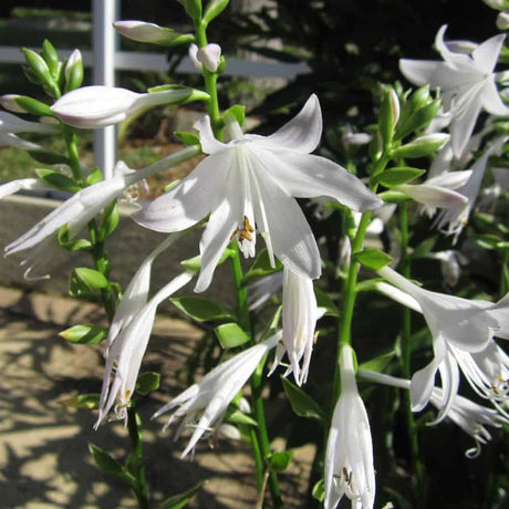 SunHosta planted in the landscape