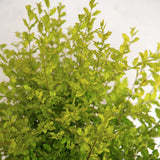 Gold and green sunshine ligustrum hedge plant