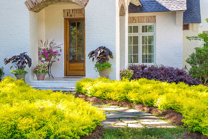 Sunshine Ligustrum, Black Ripple Elephant ear and purple diamond planted in a landscape along a stone walking path in front of a white house