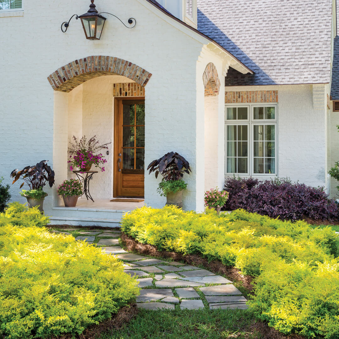 Sunshine Ligustrum, yellow shrub planted in the landscape