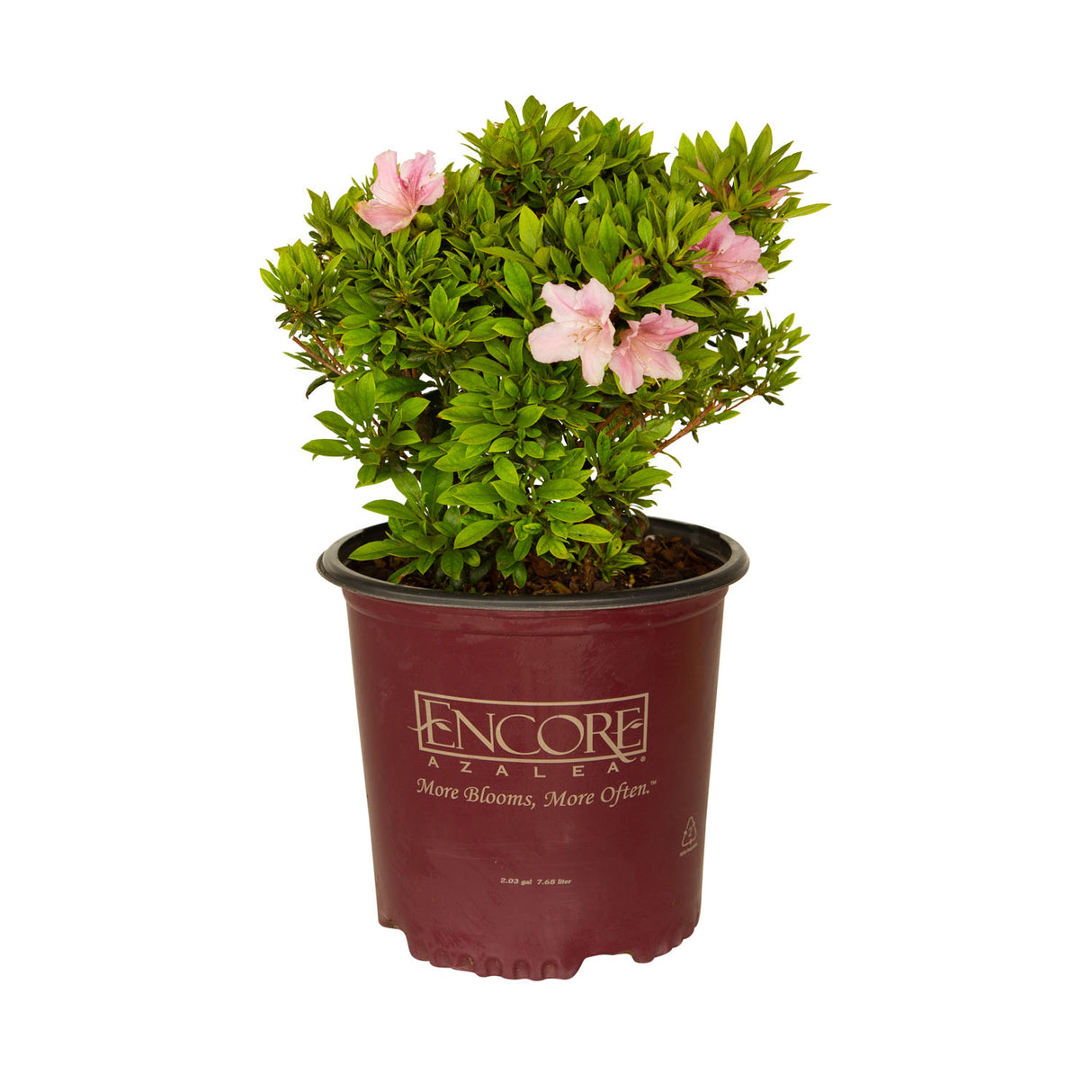 2 gallon encore azalea autumn sweetheart for sale with reblooming light pink flowers