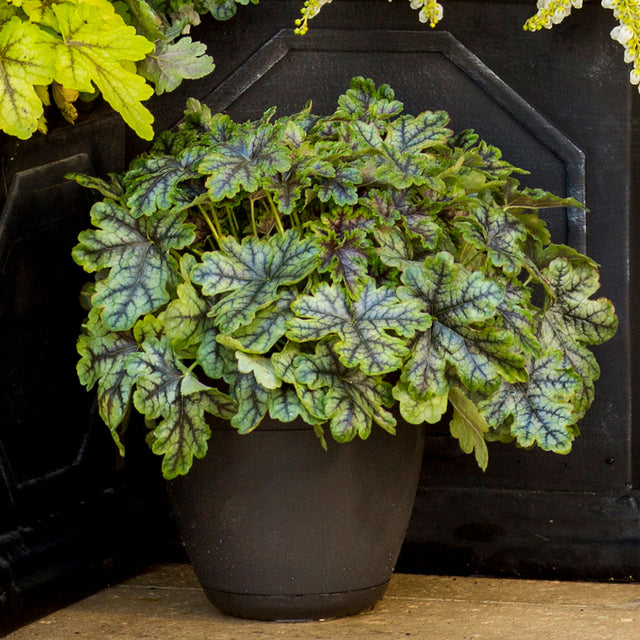 Tapestry heucherella plant with green and purple variegated foliage in a brown container