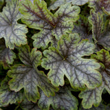 green leaves with purple veins on tapestry heucherella plant