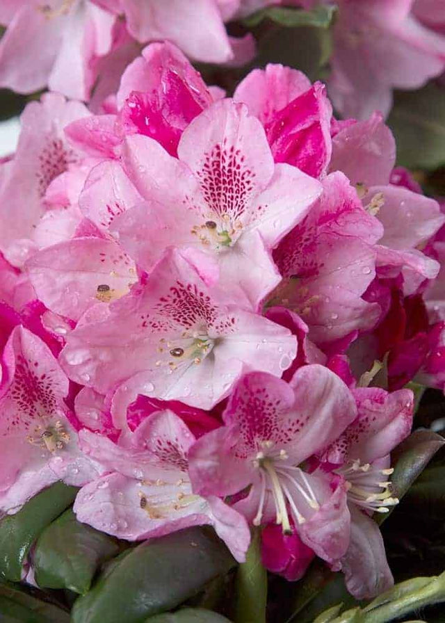 Southgate Spender Rhododendron