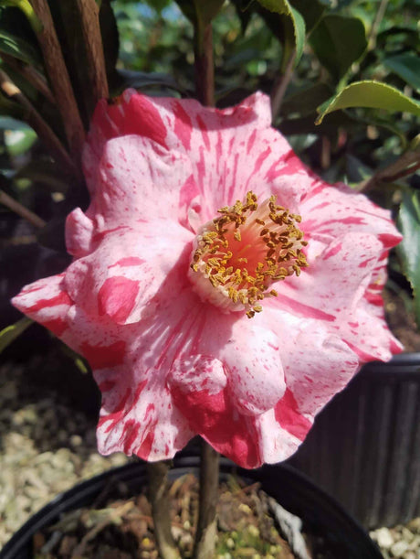 tricolor superba camellia bloom