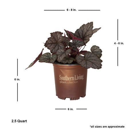 twilight heucherella foamy bells for sale online average size