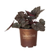 twilight heucherella foamy bells  southern living plant for sale