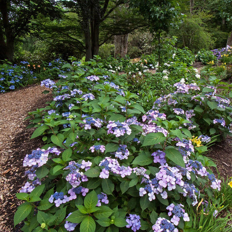 twist n shout bigleaf hydrangea for sale online