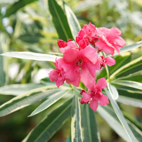 twist of pink oleander with variegated leaves and bright pink flowers. african oleander Apocynaceae