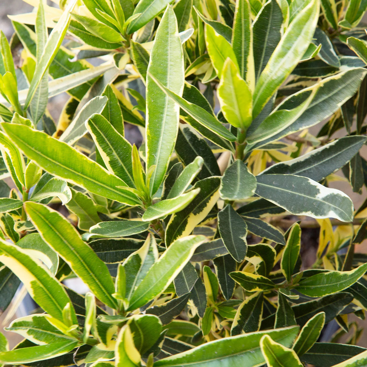 twist of pink oleander evergreen variegated lance shaped foliage dark and lime green leathery