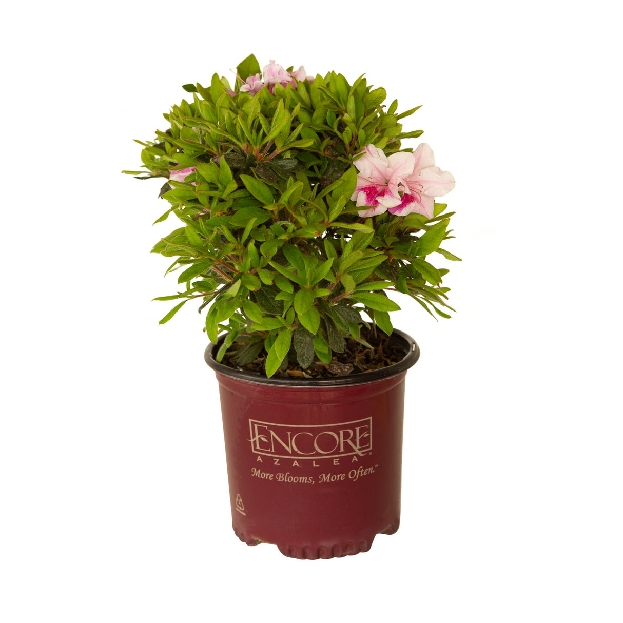 live potted encore azalea pink white blooms for sale