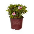 encore autumn twist pink white evergreen azalea potted plant for sale online