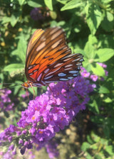Ultra Violet Buddleia - butterfly bush orange