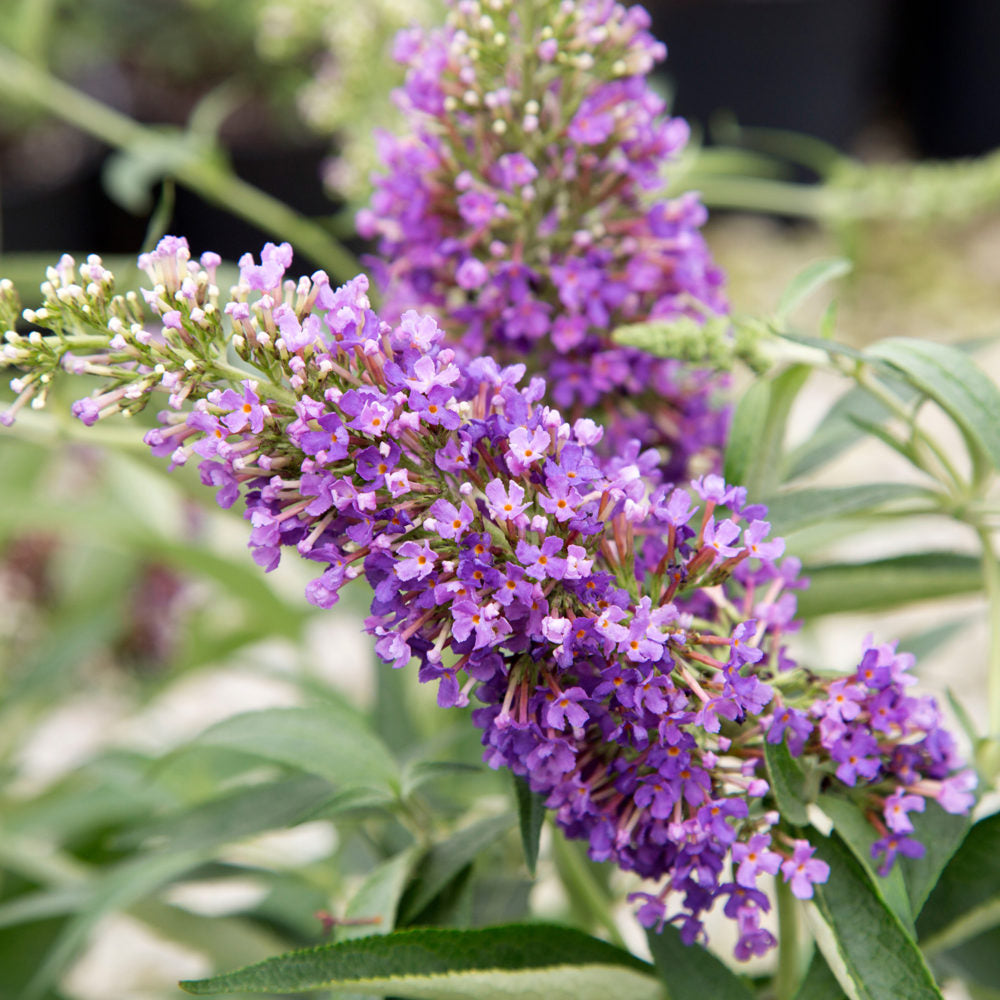 Ultra Violet butterfly bush purple flowers and green leaves