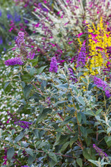 ultra violet butterfly bush