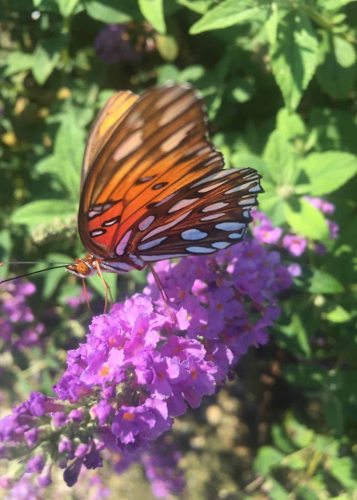 Ultra Violet Buddleia - butterfly bush orange