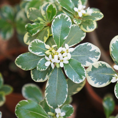 Variegated Pittosporum white flower with glossy evergreen variegated foliage