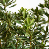 Variegated Pittosporum with green and off-white foliage