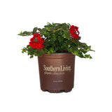 red verbena verbain groundcover perennial flower for sale 