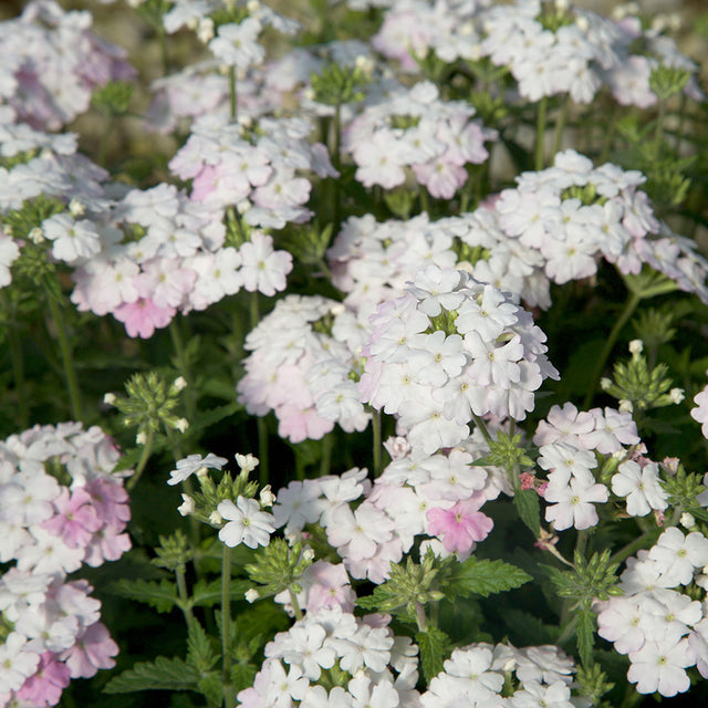 Verbena shrub with white flowers with pink fringe