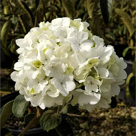 Snowball bush blooms similar in appearance to hydrangeas