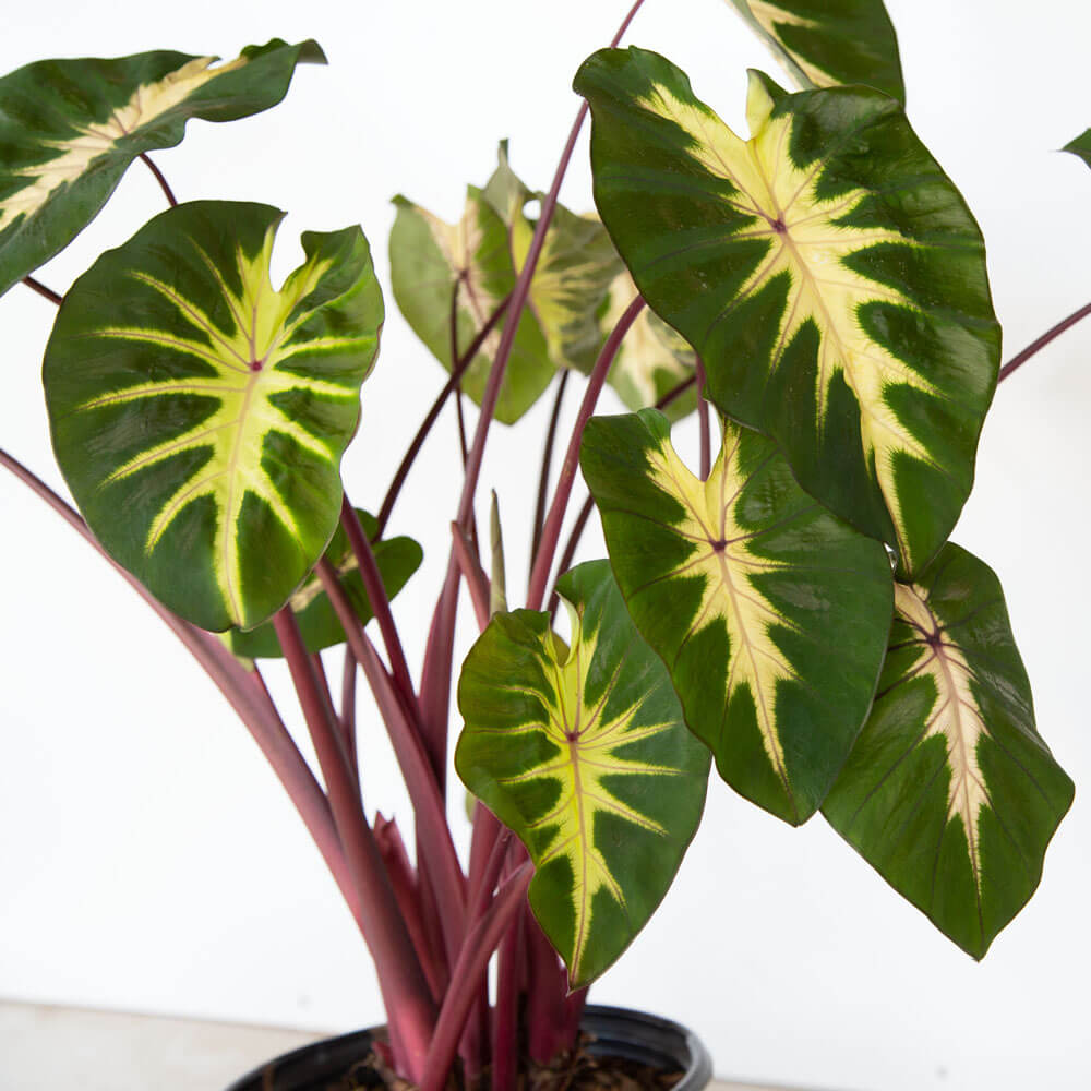 elephant ear tropical taro plant colocasia