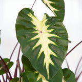 tropical waikiki colocasia purple elephant ear taro