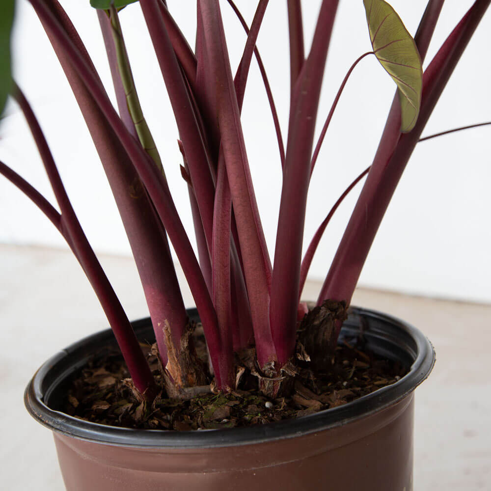 waikiki elephant ear tropical plant purple