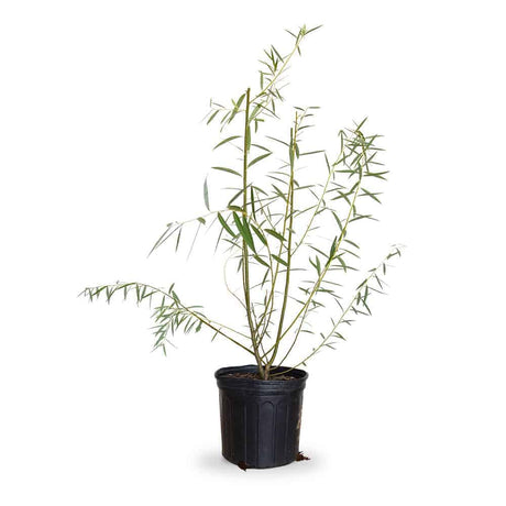 2.5 Gallon Weeping Willow Tree for sale with long branches and small green leaves in a black nursery pot on a white background