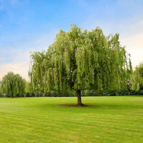 Mature Weeping Willow Tree with long weeping branches in a green grassy field